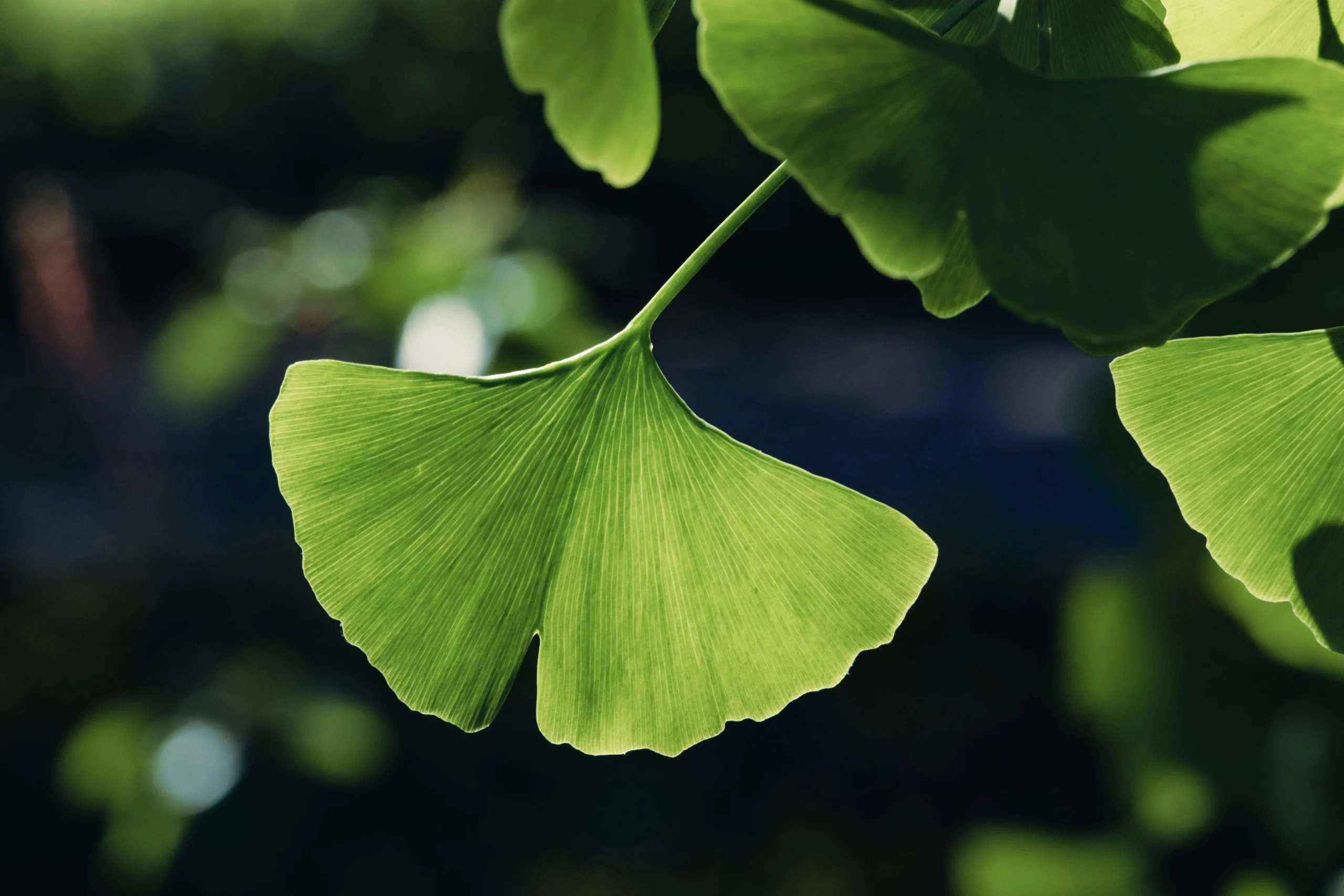 Ginkgo Biloba - Hondro Sol összetevő
