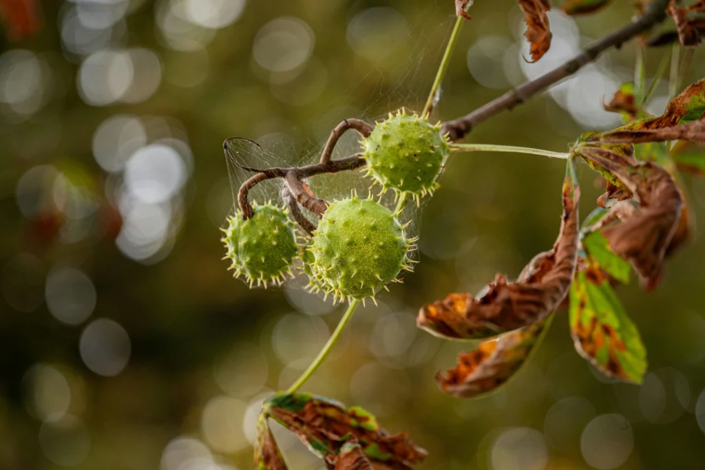 Vadgesztenye - a Hondro Sol összetevője